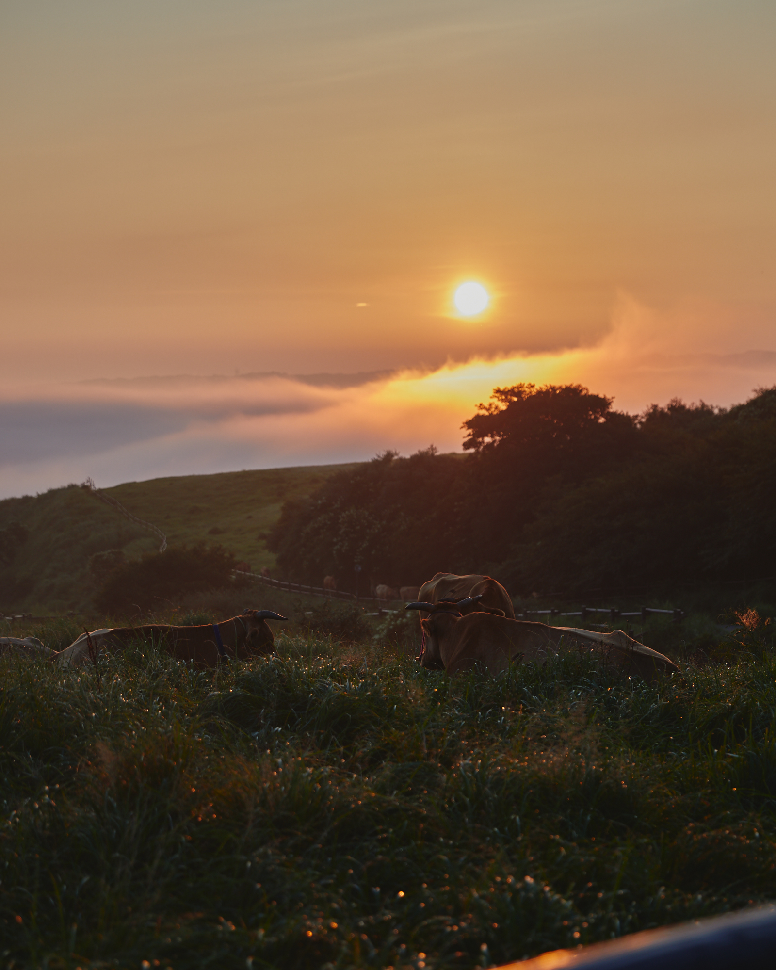 阿蘇の朝焼け |Kana Kurata